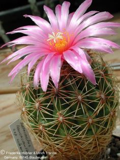 Thelocactus leucacanthus ssp. schmollii 1 – Asclepidarium