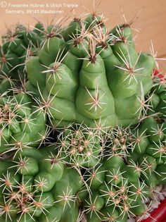 Thelocactus leucacanthus ssp schmollii 1 – Asclepidarium