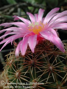 Thelocactus leucacanthus ssp. schmollii 2 – Asclepidarium
