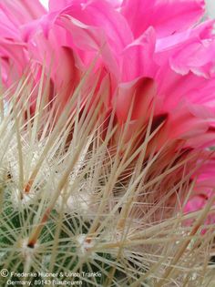 Thelocactus macdowellii (UT75,005) (PP) 1 – Asclepidarium