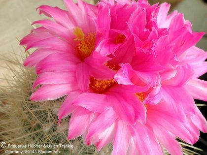 Thelocactus macdowellii (UT75,005) (PP) 2 – Asclepidarium