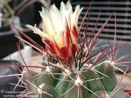 Thelocactus panarottoanus (UT01,078) 2 – Asclepidarium
