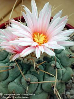 Thelocactus phymatothelos 3 (PP) – Asclepidarium