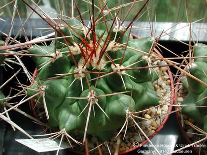 Thelocactus rinconensis ssp freudenbergeri (UT01,059) 1 – Asclepidarium