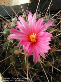 Thelocactus rinconensis ssp freudenbergeri (UT01,059) 2 – Asclepidarium