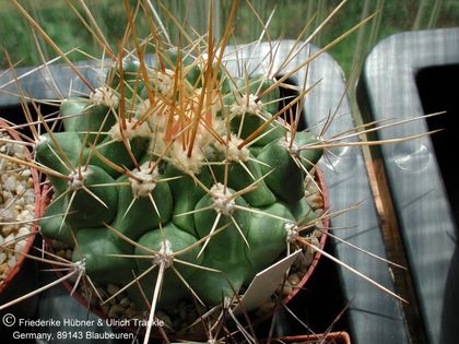 Thelocactus rinconensis ssp freudenbergeri (UT01,060) 1 – Asclepidarium