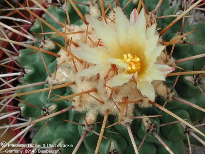 Thelocactus rinconensis ssp rinconensis (lophothele) (UT01,051) 3 – Asclepidarium