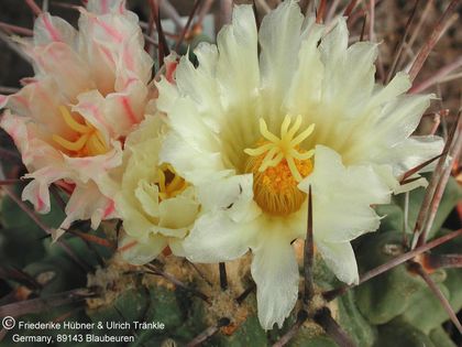Thelocactus rinconensis ssp rinconensis (UT00,004) 2 – Asclepidarium
