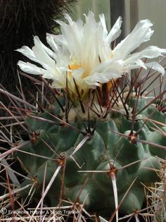 Thelocactus rinconensis ssp rinconensis (UT00,004) 3 – Asclepidarium