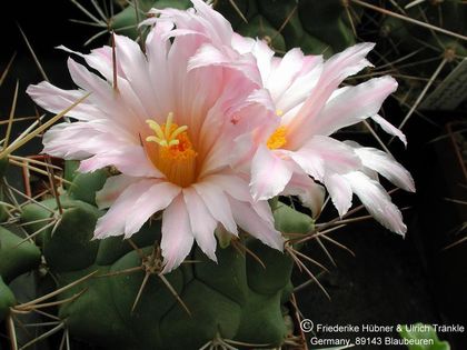 Thelocactus santaclarensis 1 – Asclepidarium