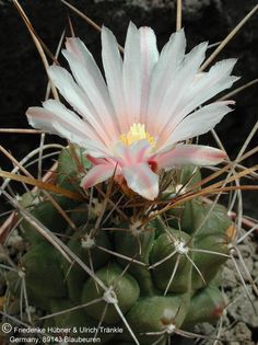 Thelocactus tulensis 2 (UT01,061) (PP) – Asclepidarium