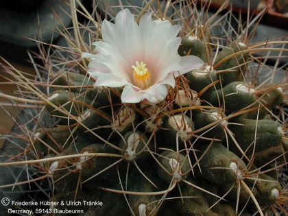 Thelocactus tulensis 4 – Asclepidarium
