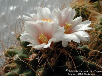 Thelocactus tulensis 5 – Asclepidarium