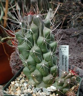Thelocactus tulensis (UT01,018) 3 – Asclepidarium
