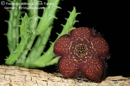 Tridentea gemmiflora (IB12562; Vleikloof, Bavianskloof) (FH07,047) 001 – Asclepidarium