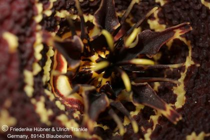 Tridentea gemmiflora (IB12562; Vleikloof, Bavianskloof) (FH07,047) 007 – Asclepidarium