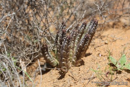 Tridentea jucunda 0852 – Asclepidarium