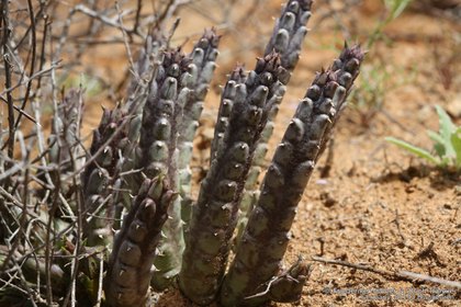 Tridentea jucunda 0857 – Asclepidarium