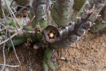Tridentea jucunda 0858 – Asclepidarium