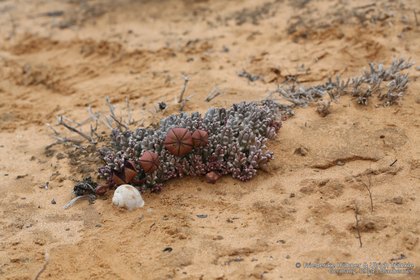 Tridentea pachyrhiza 1403 – Asclepidarium
