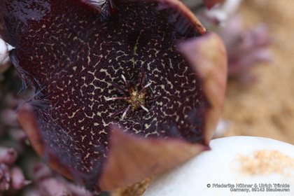 Tridentea pachyrhiza 1412 – Asclepidarium