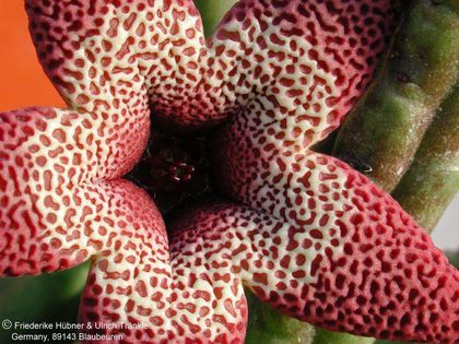 Tromotriche aperta Blüte Ausschnitt – Asclepidarium
