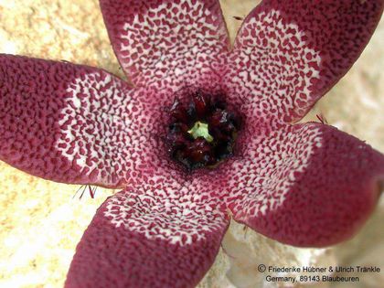 Tromotriche aperta cf Hybride – Asclepidarium
