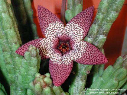 Tromotriche aperta Habitus mit Blüte – Asclepidarium