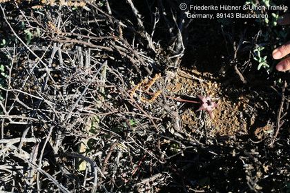 Tromotriche pedunculata ssp longipes (Namuskluft, Namibia) 002 – Asclepidarium