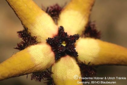 Tromotriche pedunculata ssp pedunculata (FH07,143) 005 – Asclepidarium
