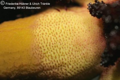 Tromotriche pedunculata ssp pedunculata (FH07,143) 008 – Asclepidarium