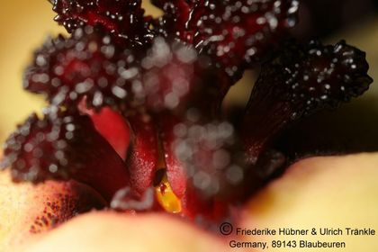 Tromotriche pedunculata ssp pedunculata (FH07,143) 010 – Asclepidarium