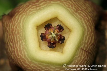 Tromotriche revoluta (FH08,054) 005 – Asclepidarium