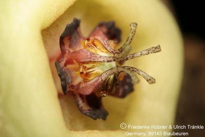 Tromotriche revoluta (FH08,054) 006 – Asclepidarium
