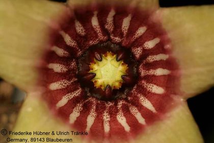 Tromotriche umdausensis (FH06,079) 005 – Asclepidarium