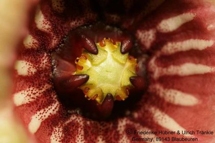 Tromotriche umdausensis (FH06,079) 009 – Asclepidarium