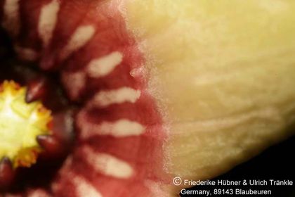 Tromotriche umdausensis (FH06,079) 010 – Asclepidarium