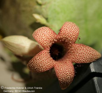 Whitesloanea crassa 001 – Asclepidarium
