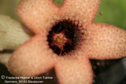 Whitesloanea crassa 003 – Asclepidarium