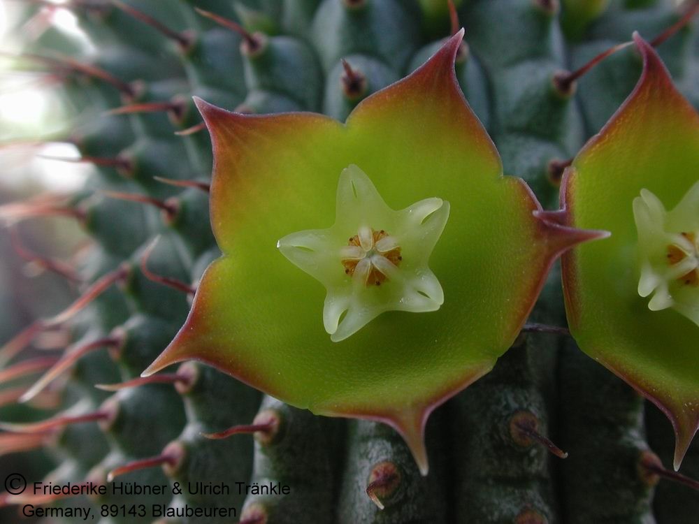 Hoodia flava