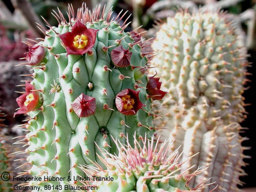 Hoodia officinalis subsp. officinalis