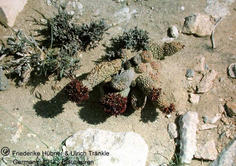 Hoodia pedicellata