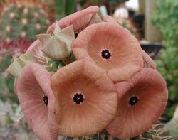 Blüten von Hoodia juttae