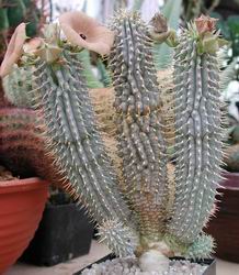 Habitus von Hoodia juttae
